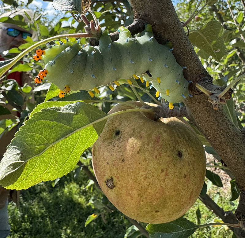 A large Cecropia moth caterpillar hanging above a pear fruit.
